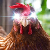 Litecoin. Litecoin forever. Ⓜ️🕸 (@litecoinforever) Twitter profile photo