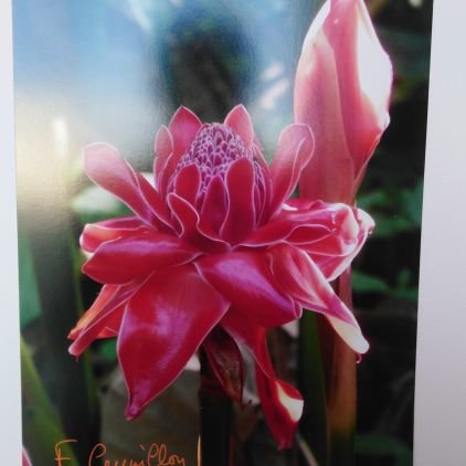 MoniqueWiel2's profile picture. 