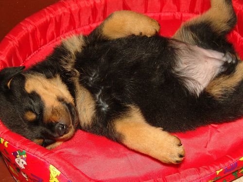 gustavosolteiro's profile picture. 