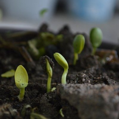 Quelques trucs et astuces sur le #compost  #biodiversite #nature #jardin #environnement par Nicolas #enjoy