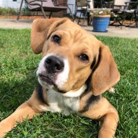 Miley (@mileytherescue) 's Twitter Profile