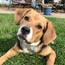 Miley (@mileytherescue) Twitter profile photo Miley (@mileytherescue) Twitter profile photo