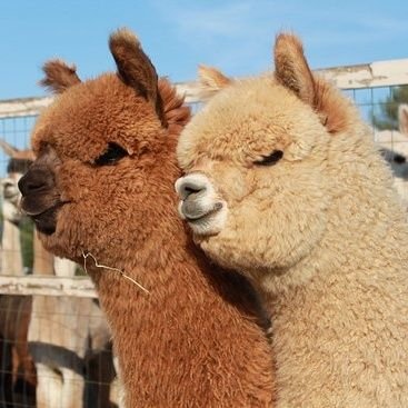 Zana40855106's profile picture. Salsa