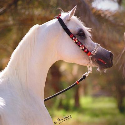 el4san11's profile picture. متداول قديم، اعشق الشارت، متخصص AI, حساب خاص بالامريكي