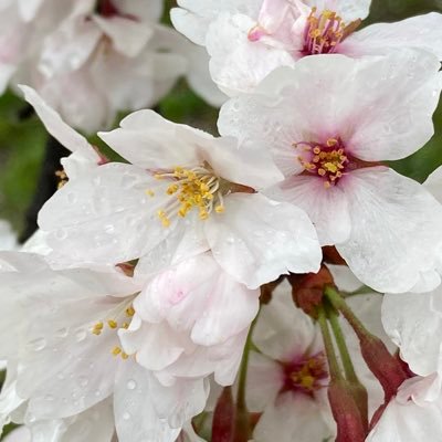 くりくりと仲間たちさんのプロフィール画像