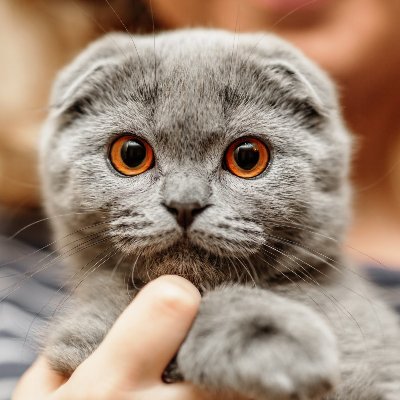 ScottishFold Lovers
❤️You love Scottish Fold?
🐶We share best photos & videos daily🐶
𓃠 Follow us and join the club 𓃠
❤ HIT THAT FOLLOW BUTTON ❤