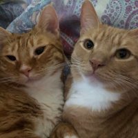 Rusty & Ryder (@rustyrydergingy) 's Twitter Profile