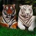 Jack Hobert - @TheBigPancake - Twitter