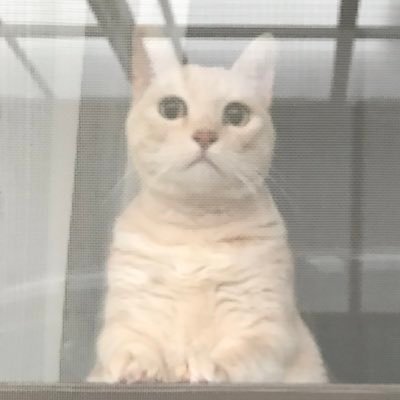 R2.12.2～猫様(5/4生まれ♂)、R3.10.23～犬ちん🐶(3/19生まれ♀)の里親に🐈🐩 無言フォロー失礼しま～す😍