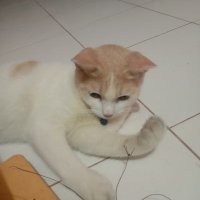 Ze (@catfflyx) 's Twitter Profile