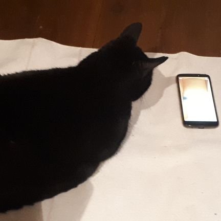 A progressive kitty keeping a paw on the screen. Moving to @scamperkitty@bsky.social