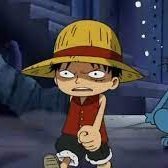 Luffy mandrake Foto Apenas um vídeo 