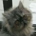 Lau 🇦🇷 Pro Republicana 💛🐾 😺 (@laurae_schwarz) Twitter profile photo Lau 🇦🇷 Pro Republicana 💛🐾 😺 (@laurae_schwarz) Twitter profile photo