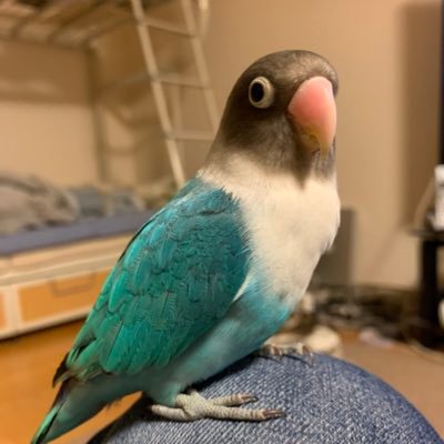 セキセイズが皆虹の橋を渡り、今はボタンインコ２羽とマメルリハ2羽と生きてます。デマ・ツイートにはツッコミ入れます。