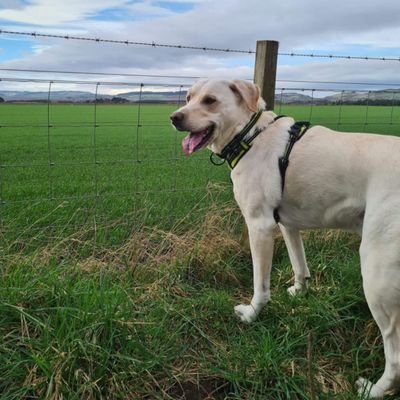 CanaryTone's profile picture. Hertfordshire lad, exiled in Fife, Scotland. #NCFC fan plus, St Albans City and Nashville Predators.