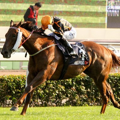 John Moore Racing Stable (Gold Coast)
7 time champion trainer in Hong Kong
Starting a new campaign in Queensland

email: john@johnmooreracing.com.au