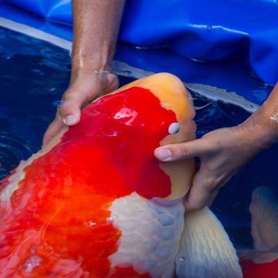 fakepalmtree's profile picture. 