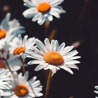 ebyytempura's profile picture. bodo amat