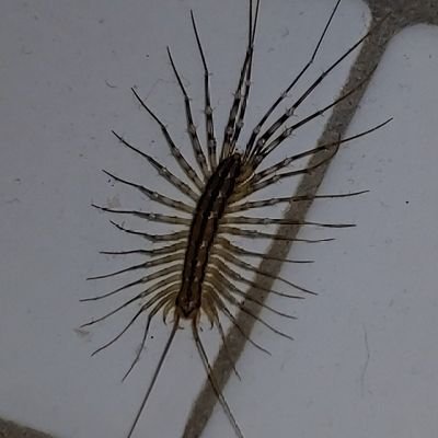 Just another centipede with an opinion of my own... don't mind me while I wait for you on your toothbrush in the dark.