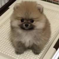 おもちとおにぎり (@omochi20210131) Twitter profile photo