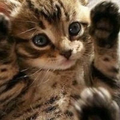 保健所から殺処分寸前の兄弟猫🐱を保護して今では大切な家族です。意味の無い命なんて有りません✨犬🐶猫🐱全ての動物の虐待は絶対に許さない⚡️殺処分機の撤廃を心から願っています。どうか全ての動物に優しい国になってほしい💞たった一つの命💞