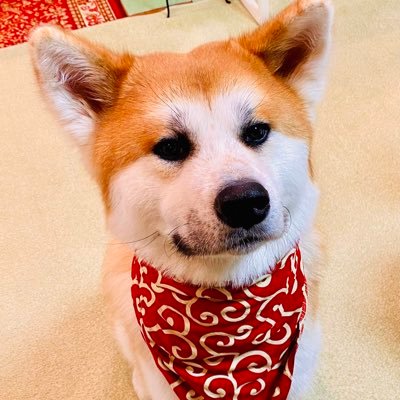 秋田犬が大好きです☺️  現在、一歳の秋田犬を飼っています。 日常のくだらない投稿ですが宜しくお願いします😆無言フォロー、いいね、失礼します💦フォローwelcomeです🥰#秋田犬#美容師#メルセデス#eクラス