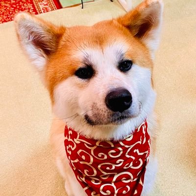 WSVTw8qsf3zuYzz's profile picture. 秋田犬が大好きです☺️  現在、一歳の秋田犬を飼っています。 日常のくだらない投稿ですが宜しくお願いします😆無言フォロー、いいね、失礼します💦フォローwelcomeです🥰#秋田犬#美容師#メルセデス#eクラス