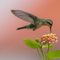 Ray Kodali (@kodaliray) 's Twitter Profile