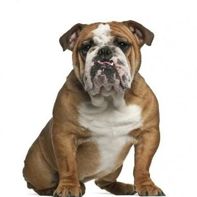 Bulldog07552426 Profile Picture