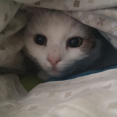 FNicolo96's profile picture. 