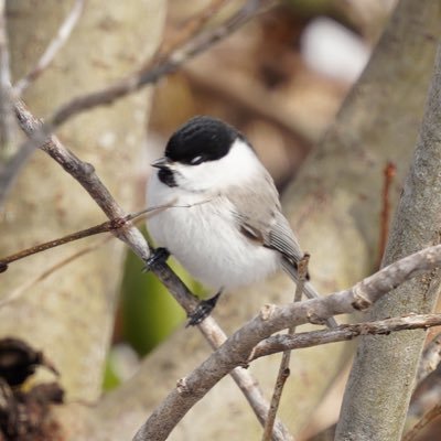 KawayuVillage's profile picture. 