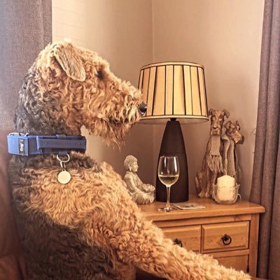 AlftheAiredale Profile Picture