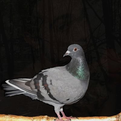 DNA_etLAVHALE's profile picture. Through The Thicket Out Now ⬇️