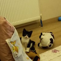 Kemal Babur (@kemalbabur6) Twitter profile photo