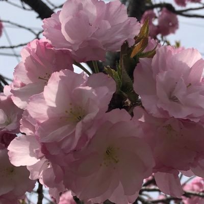 2011Sacchi's profile picture. STUDY📝YOGA🧘‍♀️MUSIC🎧料理🥘を楽しむLife. 料理は作るだけでなく食べるのも好き。 令和4年度登録販売者試験一発合格を目指していたが、合格とならず。R5.登録販売者試験に再挑戦し合格。 応援しているアーティスト➡︎JUJUさん✨倉木麻衣さん✨稲葉浩志さん✨歌声、音楽に癒され励まされています。