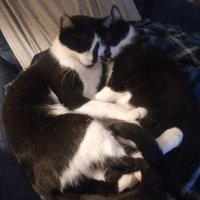 wayward sister (@waywardmegan15) 's Twitter Profile