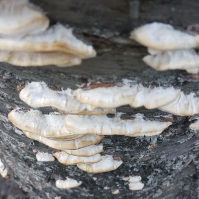 SpiritEvicted's profile picture. another angry liberal with ideas •

I read a lot of books on nature, anthropology, history, and the occult •