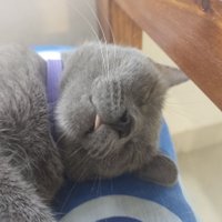 Piba cantina (@rechetb) 's Twitter Profile