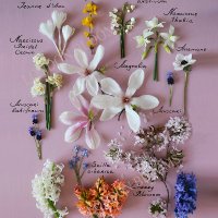 London Blooms (@bloomslondon) 's Twitter Profile