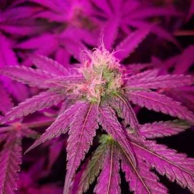 jjgelnaw's profile picture. grow at home... when it's legal*