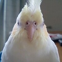 流田まさみ (@nagaredama72) 's Twitter Profile Photo