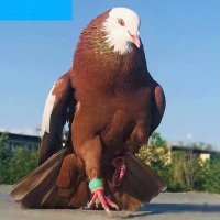 Mahmoud Abuelftouh (@mahmoudabuelft1) 's Twitter Profile