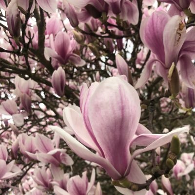 alabastamasta's profile picture. 