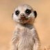 Meerkat (ミーアキャット) ⚓💙🌿☁️ (@meerkatdoggo) Twitter profile photo Meerkat (ミーアキャット) ⚓💙🌿☁️ (@meerkatdoggo) Twitter profile photo