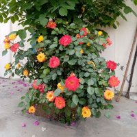 Realised (@truetoyouk) 's Twitter Profile