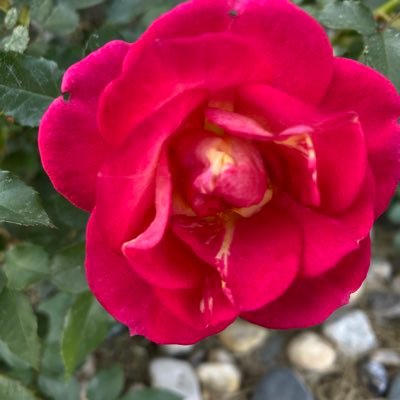 bartman_eddie's profile picture. SD boy with a strong gift for gab