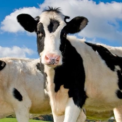 Isaytom_ah_to's profile picture. 