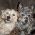 Ellen Garrison (@ellentrailerdog) Twitter profile photo Ellen Garrison (@ellentrailerdog) Twitter profile photo