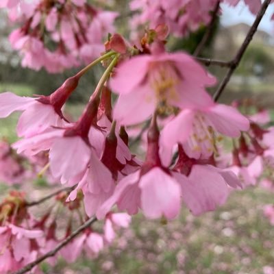 levine_samantha's profile picture. 