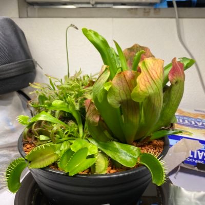 2021年の秋ごろから食虫植物を育て始めている様子を投稿しているアカウントです🌱 もっと広い部屋でたくさんの食虫植物たちに囲まれて生きたい😆 たまにチランジアも投稿してます❗️